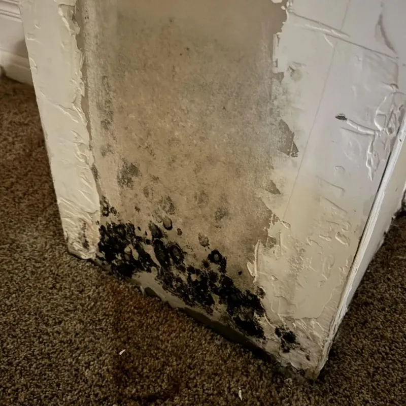 Professional Mold Removal in Nampa, ID